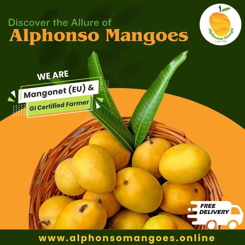 Devgad Prince Alphonso Mango 1 Order Devgad Mangoes Online