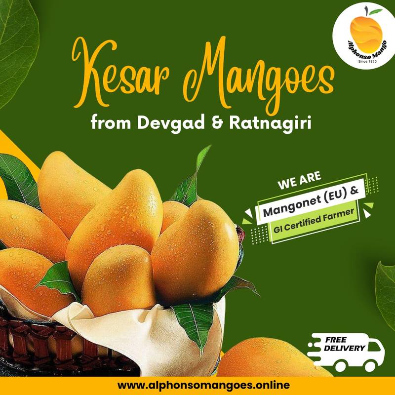 King Kesar Mango online : 10 Pieces 1 Buy Kesar Mango Online