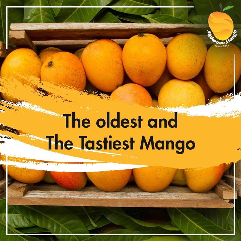 Devgad Alphonso Mango: Family Pack- 3 Dozen 1 Buy Devgad Alphonso Mango